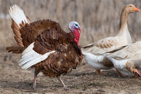 Bourbon Red Turkey - Breed Profile - Backyard Poultry