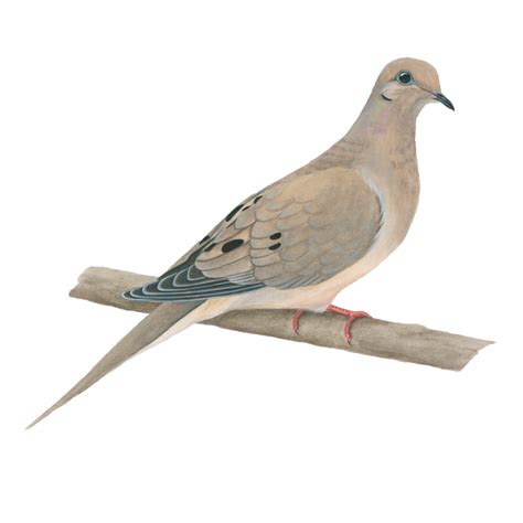 mourning dove clipart 10 free Cliparts | Download images on Clipground 2024