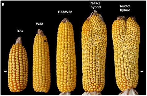 This Gnarly, Mutant Corn Plant Could Have Serious Implications on ...