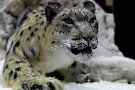 Snow Leopard Realistic Replica by sedra60 on DeviantArt