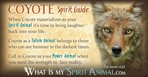 Coyote Symbolism & Meaning | Spirit, Totem & Power Animal
