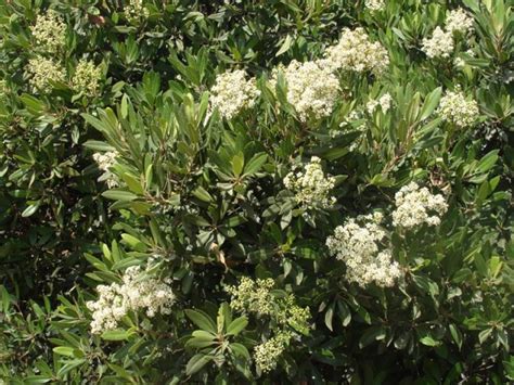 Toyon - Bloom! California