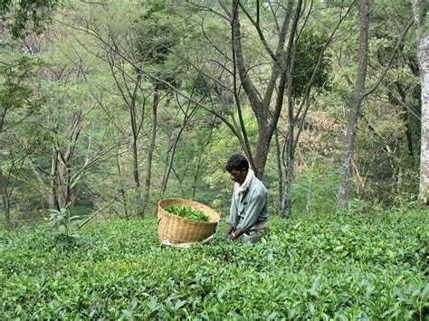 Palampur Tea Gardens - 2020 What to Know Before You Go (with Photos) - Tripadvisor