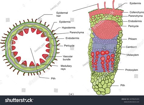 Root Vector Monocot And Dicot Stem Infographic Stock Vector, 47% OFF