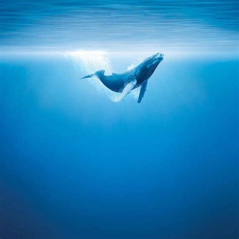 Humpback Whale Wallpapers - Wallpaper Cave