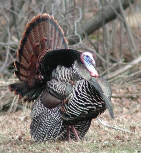 Guernsey Soil & Water Conservation District: Eastern Wild Turkeys: Habitat Basics