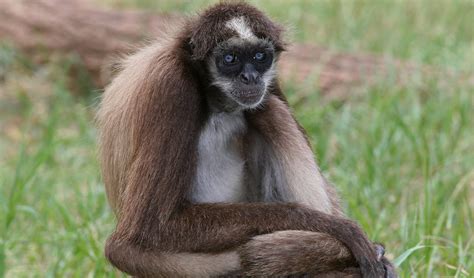 Brown spider monkey facts, distribution & population | BioDB