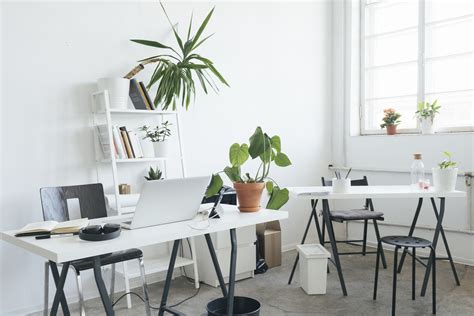 The 11 Best Plants to Keep On Your Desk