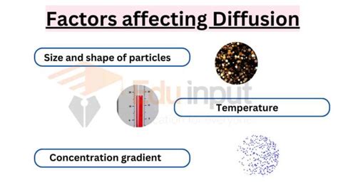 Diffusion Explained - Types, Examples and Factors