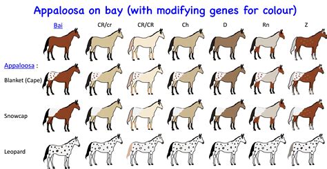 Horse Genetics 2.0: Colours | Laboratoire de génétique vétérinaire