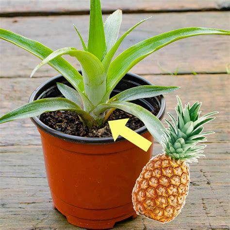 How To Plant a Pineapple Top (Tutorial With Pictures)