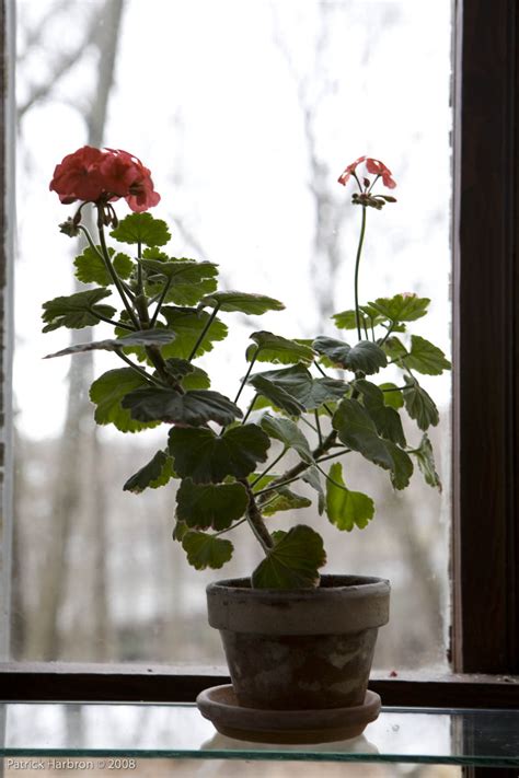 Flowers to Brighten the Indoor Winter Garden – Kevin Lee Jacobs