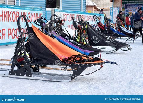 Sleds for Racing Sled Dogs Stand in Front of the Competition. Chelyabinsk, Russia, January 25 ...