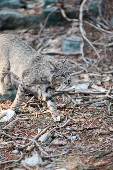 Bobcat hunting in Yosemite | Stock image | Colourbox