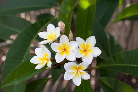 Las plantas y sus usos: Beneficios de la flor de mayo o Plumeria rubra