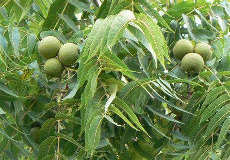 What to Grow Under a Walnut Tree? - Laidback Gardener