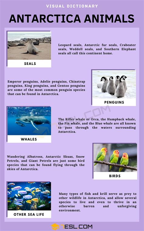 Antarctica Animals | List of Interesting Animals that Live in Antarctica • 7ESL | Antarctica ...