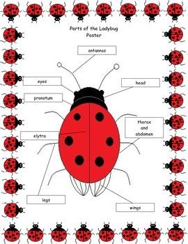 Ladybug Anatomy - Anatomy Reading Source