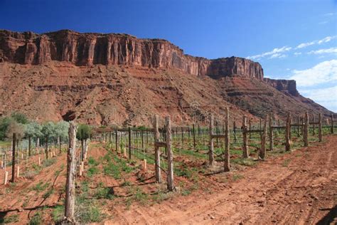 Utah Vineyard stock photo. Image of mountains, plants - 2436836