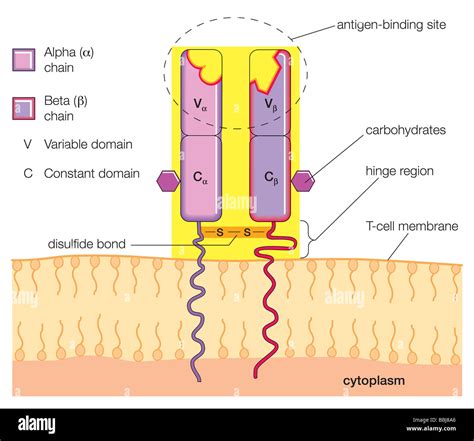 Structure Of T Cell