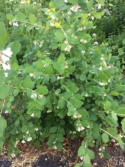 Western Snowberry Care | Summer blooming flowers, Native garden, Wildlife gardening