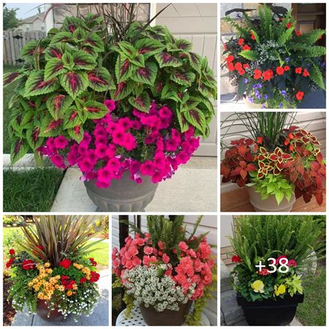 Stunning Flower Pot Ideas For Your Front Porch – redboth.com