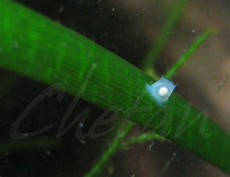 Egg of an Assassin Snail | Planted aquarium, Aquascape, Aquarium