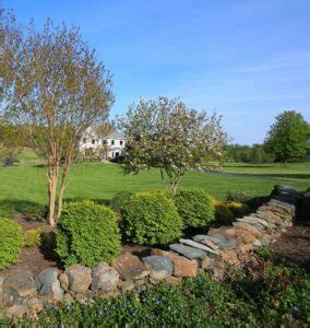 Enhance Your Virginia Landscape: Tree Installation for Year-Round ...