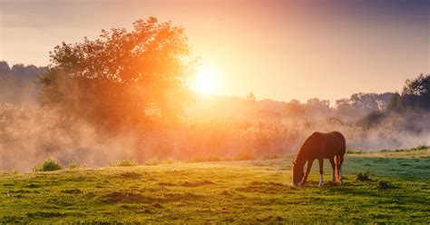 How to use horse manure compost in 8 steps | Alltech