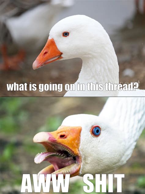 Angry Goose | Hey Guys, What’s Going On In This Thread | Know Your Meme