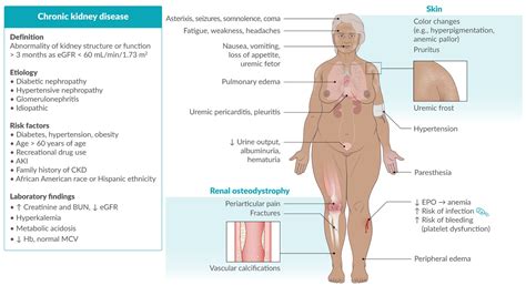 Chronic Kidney Disease Pathophysiology