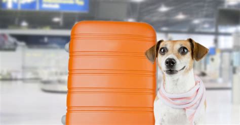 Think Twice Before Flying Your Pet In Cargo