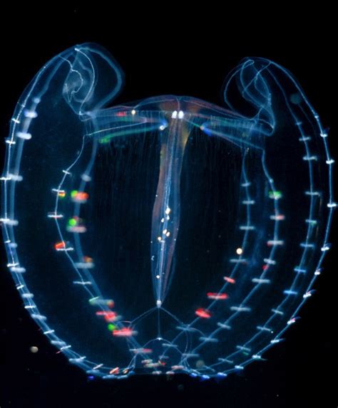 8 Beautiful Bioluminescent Creatures From the Sea | Deep sea creatures ...