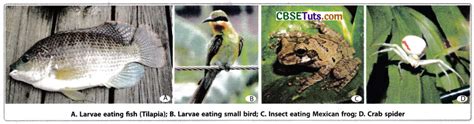 Biological Control Agents and Examples - What are the Different Types ...