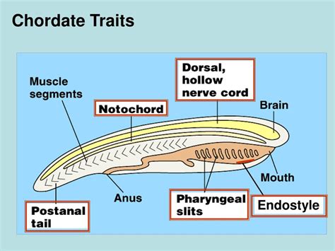 Chordata Meaning