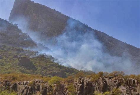 Three killed as fire in world’s largest pine nut forest in Pakistan ...