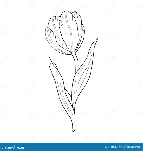 Tulip Hand Drawn Outline Drawing.Black and White Image.Stylized Image ...