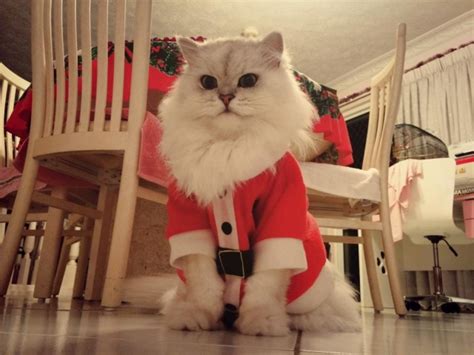 Santa Paws - Teh Cute