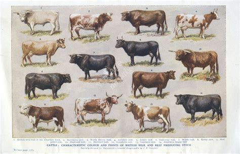 Lithographs Prints French vintage Cow Bull breeds 1856 Jutland Cattle ...