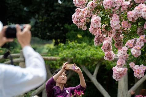 The Huntington Library Rose Garden – Pasadena Star News