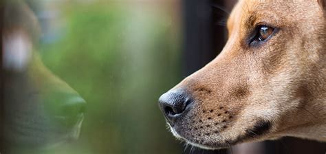 Dog Bad Breath Causes & Remedy To Treat Them - Pedigree® Malaysia