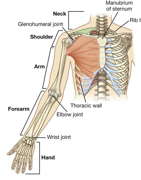 The Upper Limb Upper Limb Anatomy Anatomy Bones Human Bones Anatomy | Porn Sex Picture