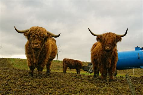 Highland cattle farms near me