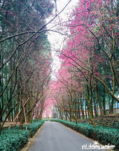 Blushing Taiwan: Where to See the ‘Pinkest’ Cherry Blossoms in Taiwan ...