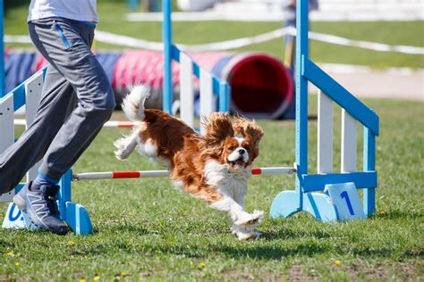 Dog Agility Training - Dog Care Insider