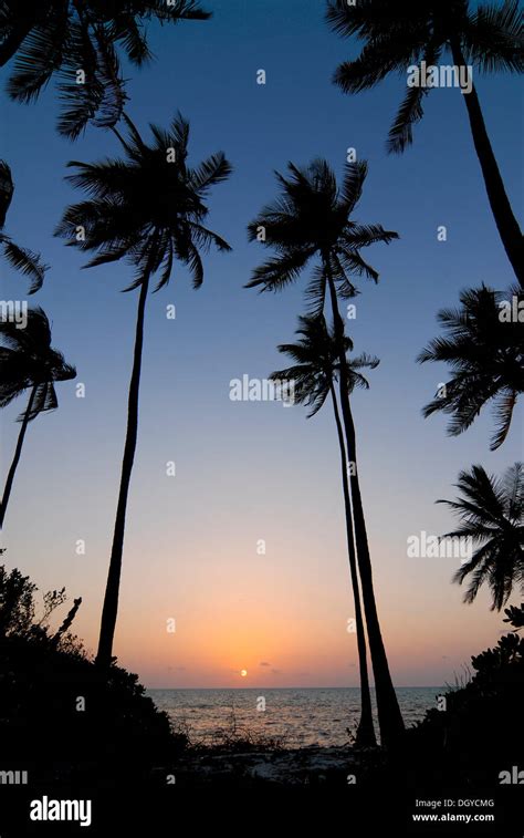 Palm trees, sunset, evening mood, Bangaram Island, Lakshadweep or ...