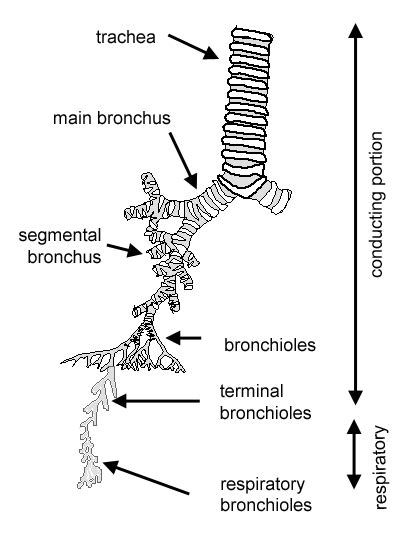 Respiratory: The Histology Guide