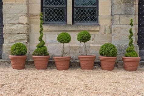 Topiary shapes stock image. Image of grown, formal, clipping - 72371421