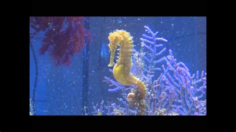 Seahorse Giving Birth - YouTube