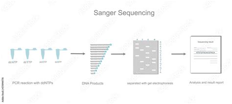 The Sanger Sequencing workflow of DNA sequencing detection that ...